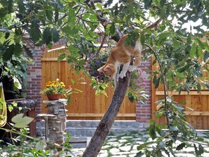 Terrain de l’hébergement 