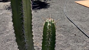 Un jardín de cactus con piscina y un patio cubierto.