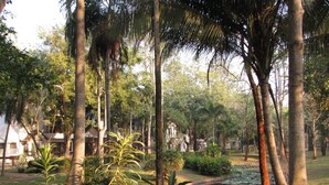 Un jardín exuberante con árboles altos, un estanque cubierto de lirios y un sendero.