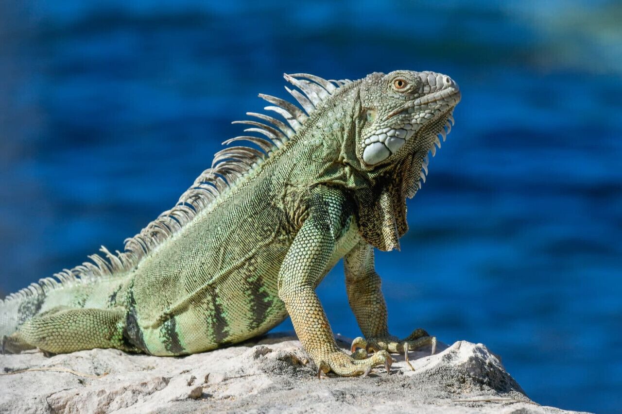 Un iguane sur un rocher, au bord de l’eau.