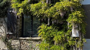 Ein Steinhaus mit einem großen Baum und hängenden Glyzinien.