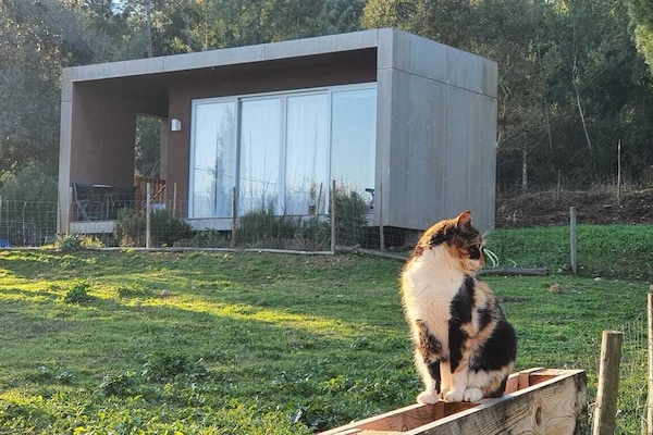 Bungalow vista do exterior com um gato tranquilo para a foto