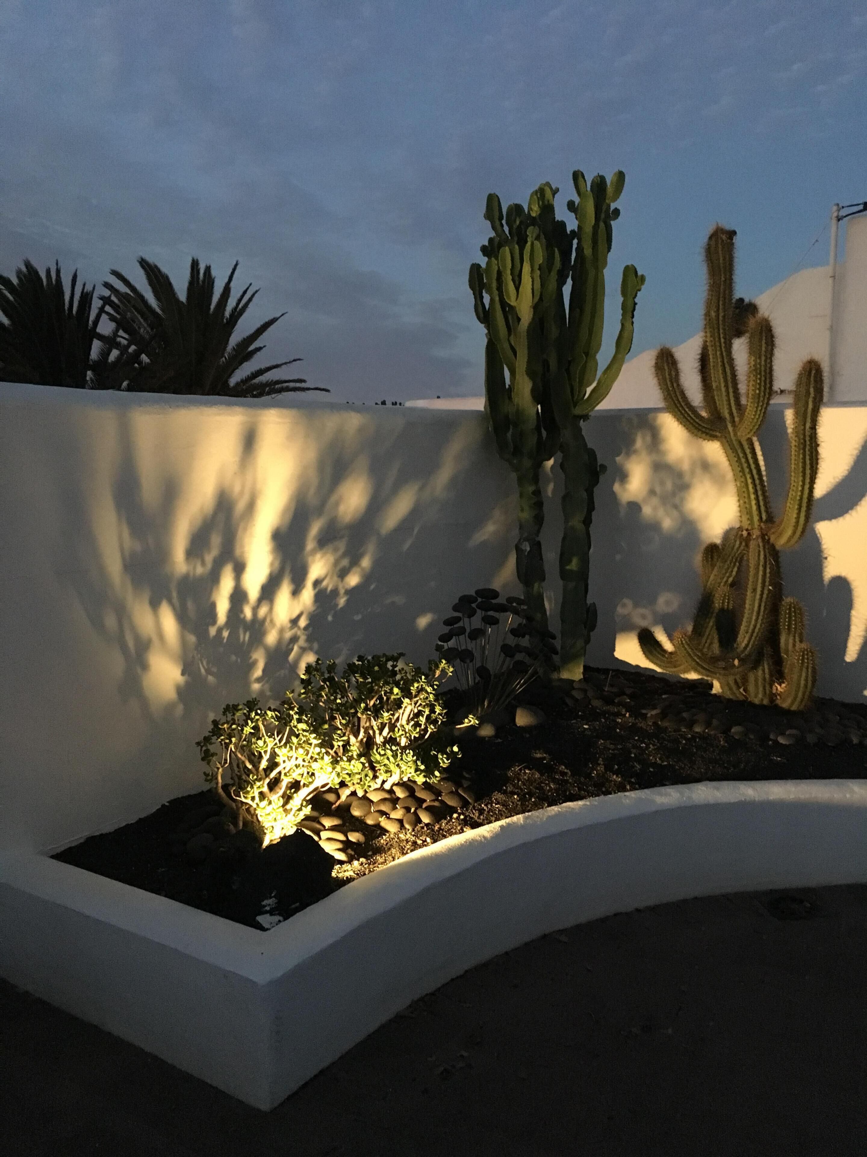 A landscaped garden with various cacti and succulents, a white wall, and a curved planter.