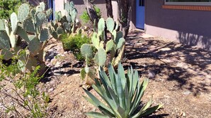 A building with a cactus garden in front. - Serene and Charming, Private, Immaculate, Central,  2/1.5 Back yard and Pool (Tucson)