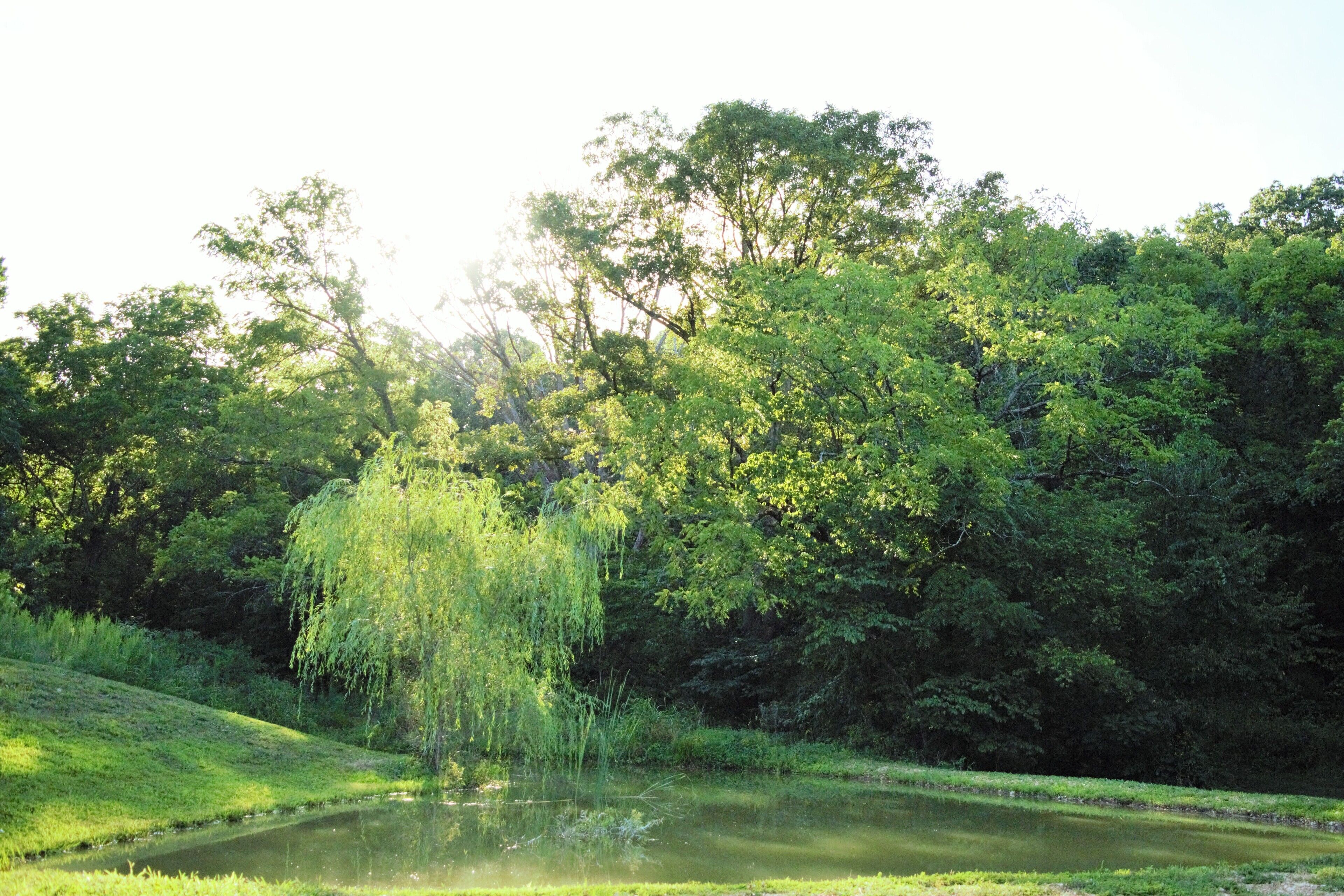 A serene pond surrounded by lush greenery and trees.