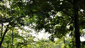A lodge with a wooden exterior, surrounded by lush greenery and trees. - GREEN HILL LODGE @ thegreenhilllodge.com (Fordland)