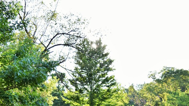 A rustic cabin with a stone foundation and wooden exterior, surrounded by lush green grass and trees. - GREEN HILL LODGE @ thegreenhilllodge.com (Fordland)