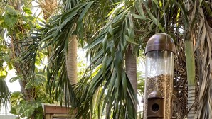 A wooden fence with hanging bird feeders and potted plants. - Apt. # 4  Bermuda Blue Beach Club (1/1) (Lauderdale by the sea)