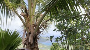 Eine Holzterrasse mit Blick auf eine üppige grüne Landschaft und ein Gewässer.