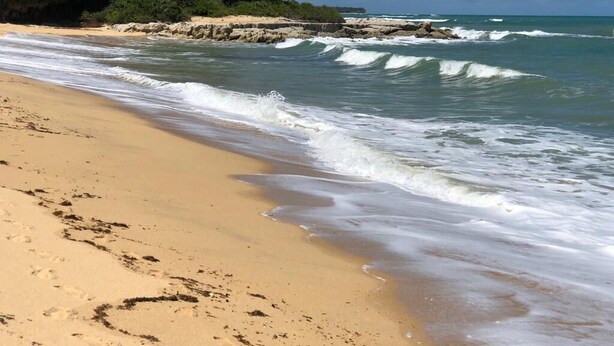 Ein Strand mit klarem türkisblauem Wasser, sandigem Ufer und Palmen im Hintergrund.