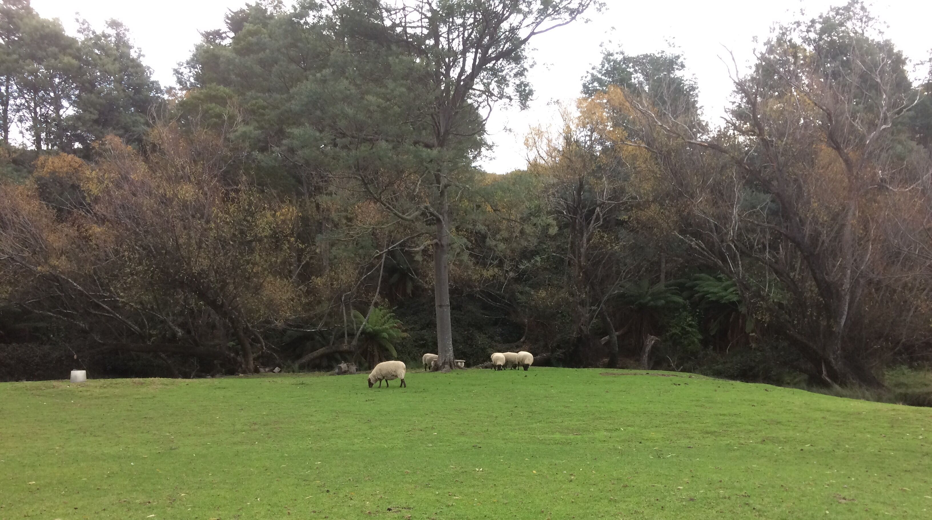 Kymmik Cottage - A slice of Tasmanian paradise — image 24