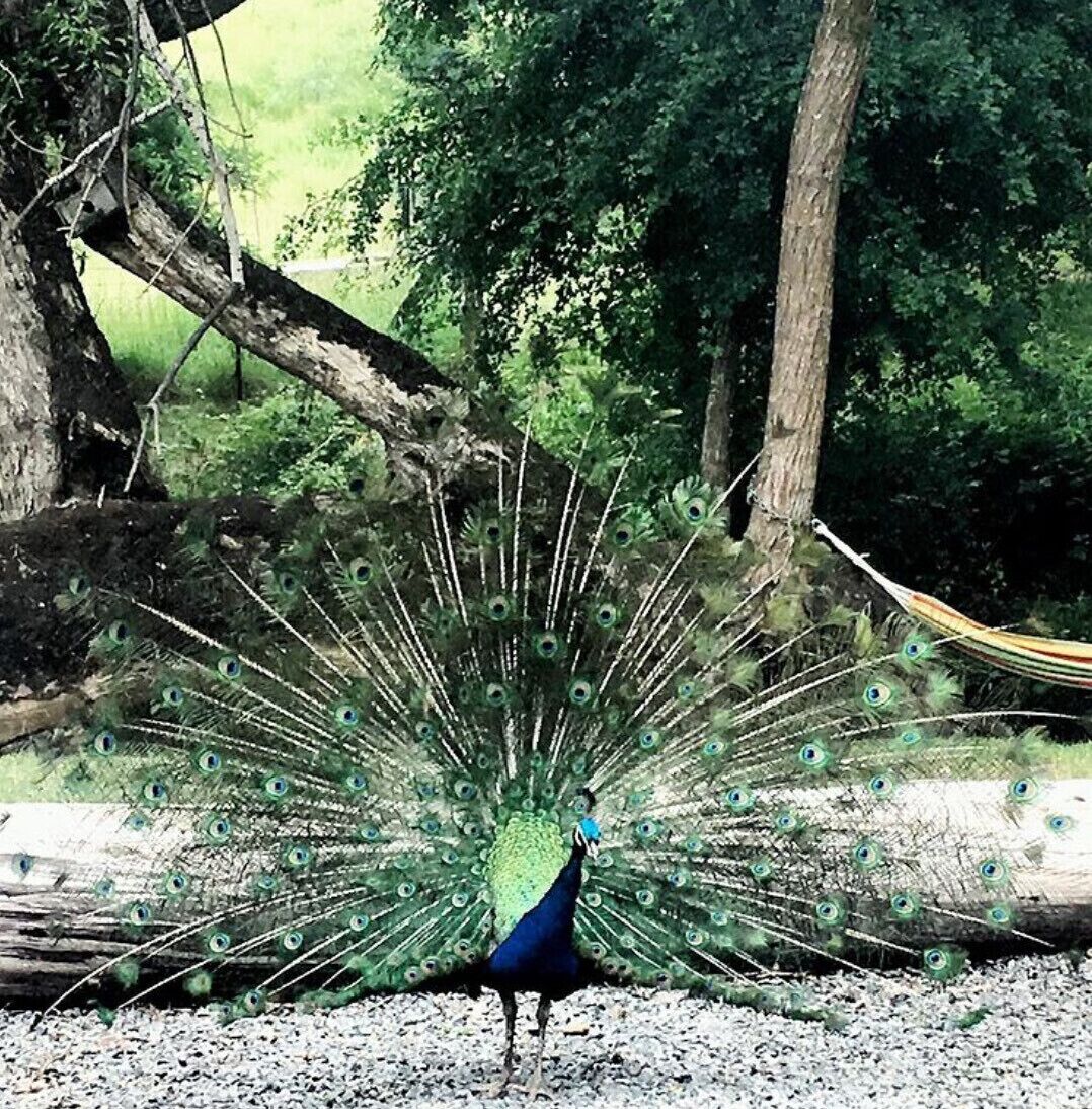 Kymmik Cottage - A slice of Tasmanian paradise — image 27