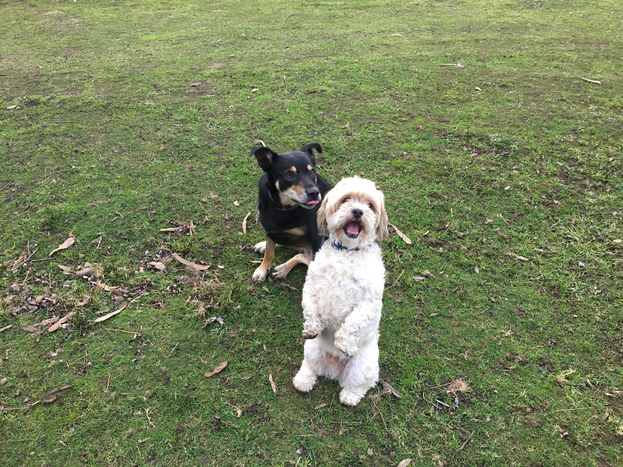 Kymmik Cottage - A slice of Tasmanian paradise — image 26