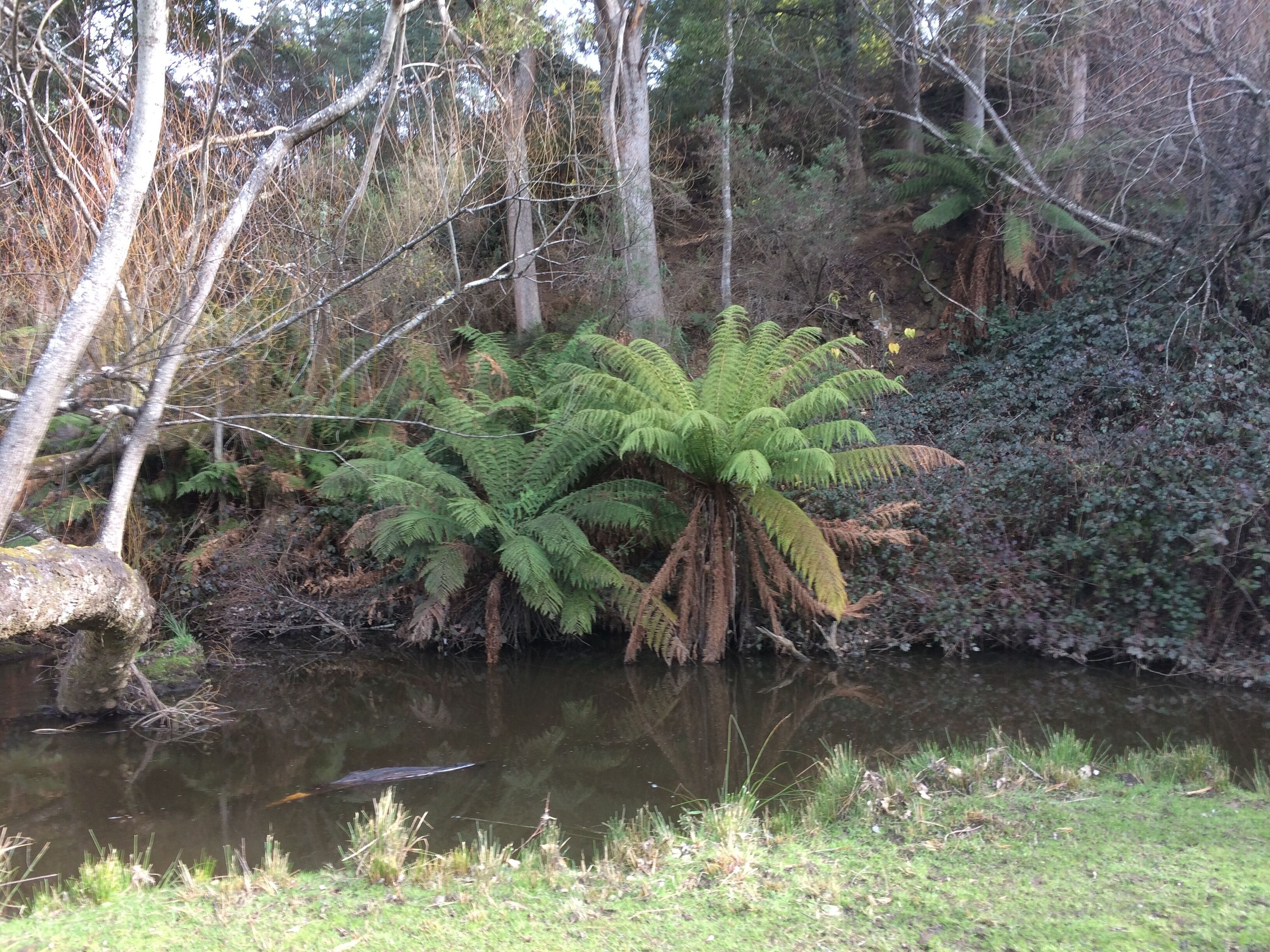 Kymmik Cottage - A slice of Tasmanian paradise — image 28