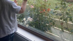Un niño mirando por la ventana un jardín con un ciervo y flores.