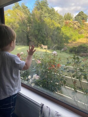 Interior - Kymmik Cottage - A slice of Tasmanian paradise (Geeveston)