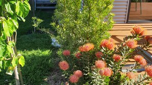 Un giardino con vegetazione verde e fiori rossi, un pontile in legno e un edificio con porta scorrevole.