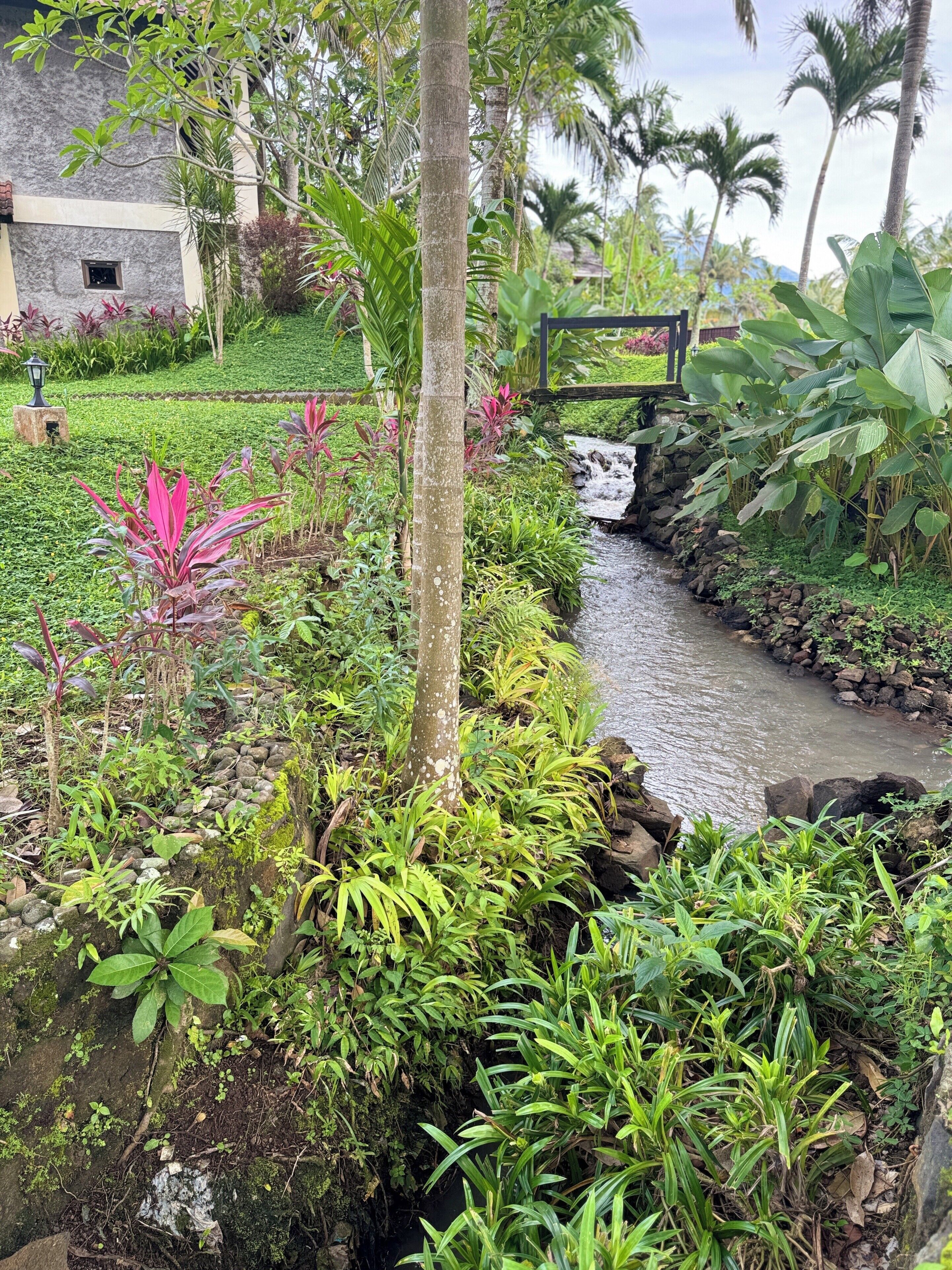 Un jardin luxuriant avec un petit ruisseau, un pont de pierre et des plantes tropicales.