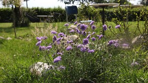 A garden with purple flowers and a white spherical object. - Boutique Pension Ahoi (Wesselburenerkoog)