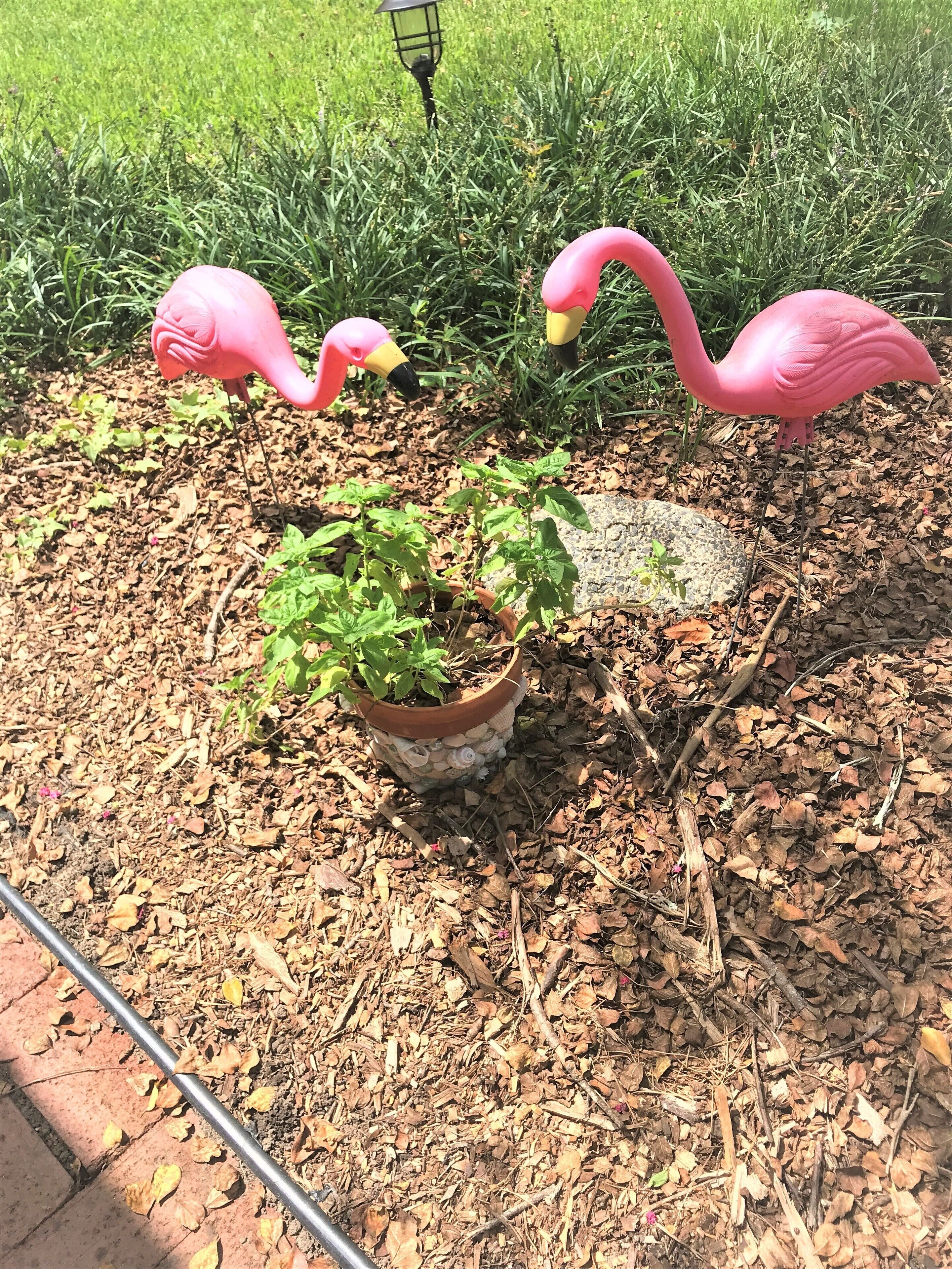 A garden area with a potted plant and two pink flamingo statues.