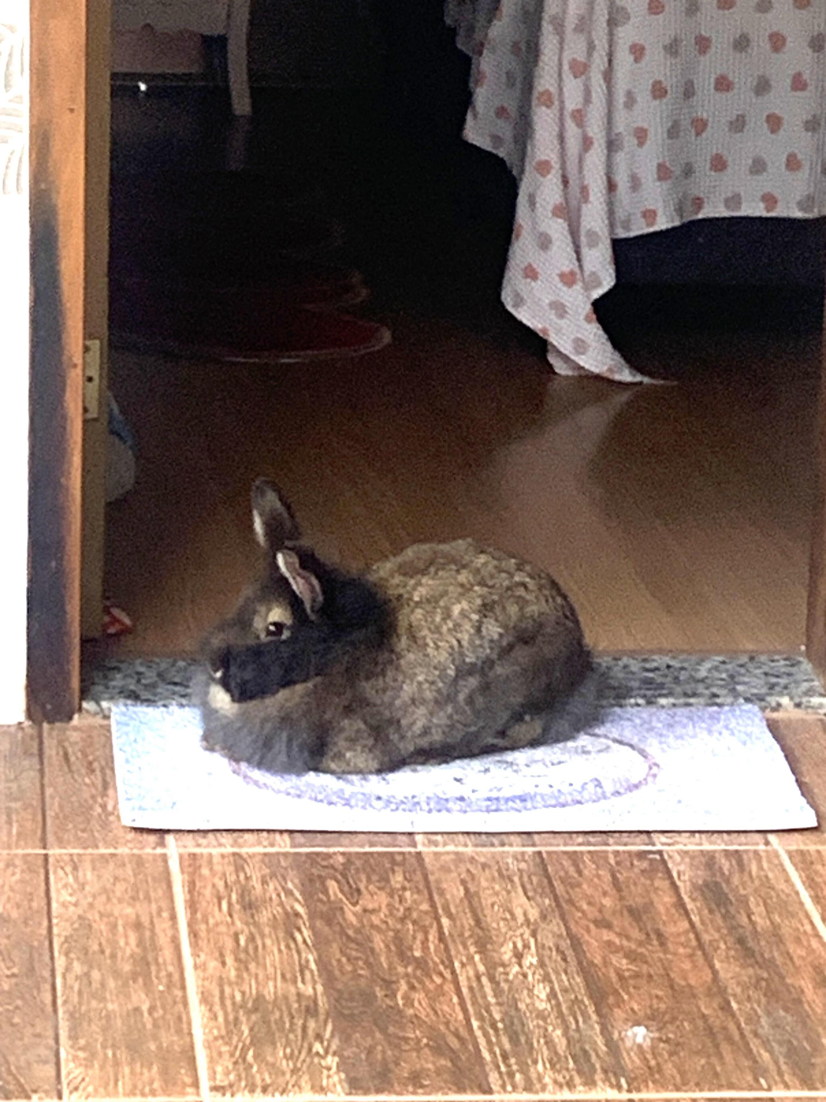 Foto - Pousada Cascata dos Amores