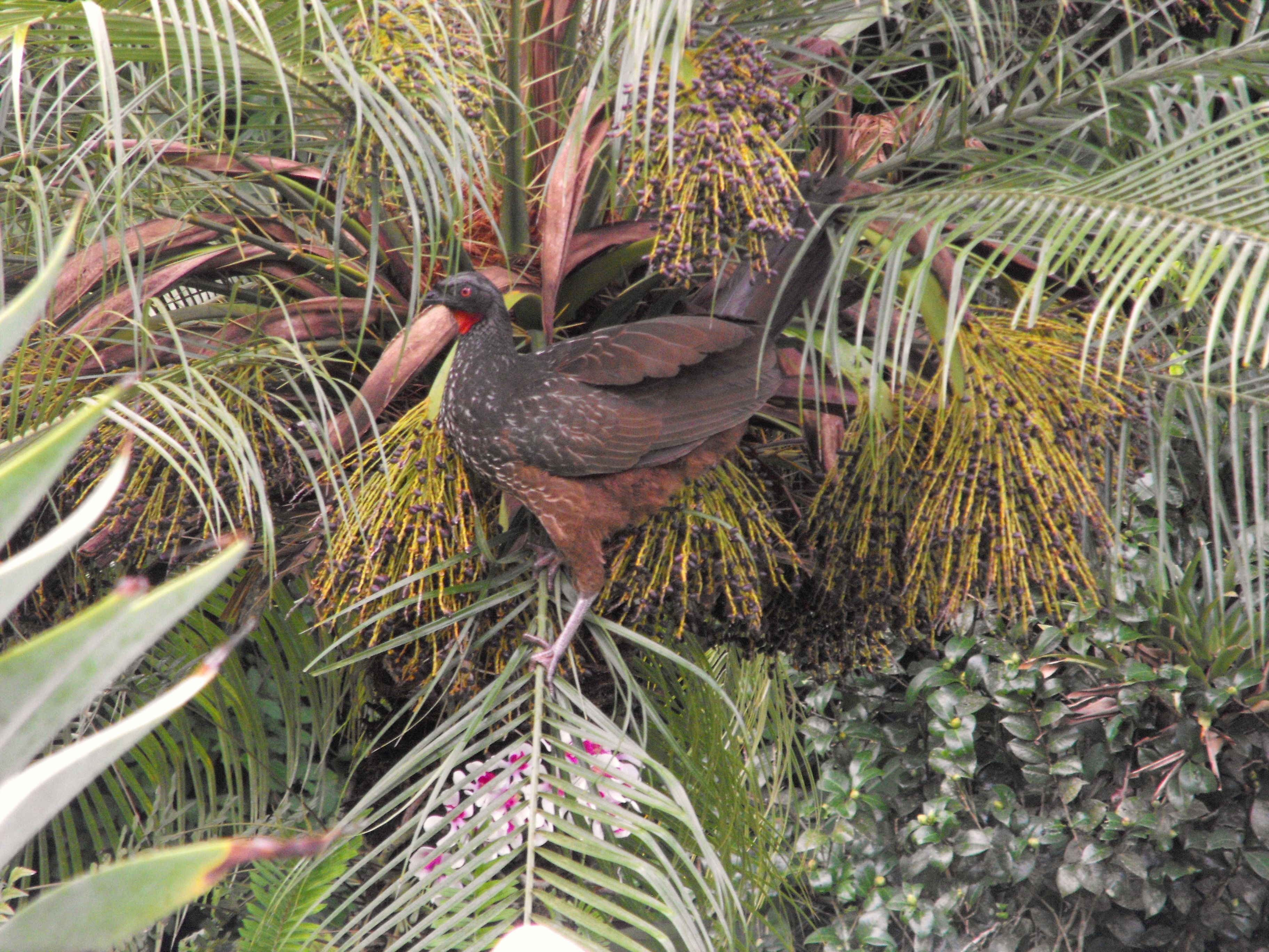 Foto - Pousada Cascata dos Amores