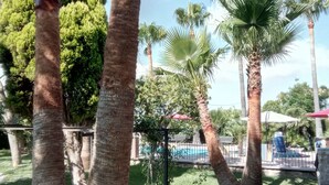 A landscaped area with palm trees, a pool, and a paved walkway. - Mapagog: CASA PIXAVI, Surrounded by orange trees between the mountains and the beach <br> (Castello)