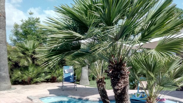 A pool area with palm trees, lounge chairs, and a clear sky. - Mapagog: CASA PIXAVI, Surrounded by orange trees between the mountains and the beach <br> (Castello)