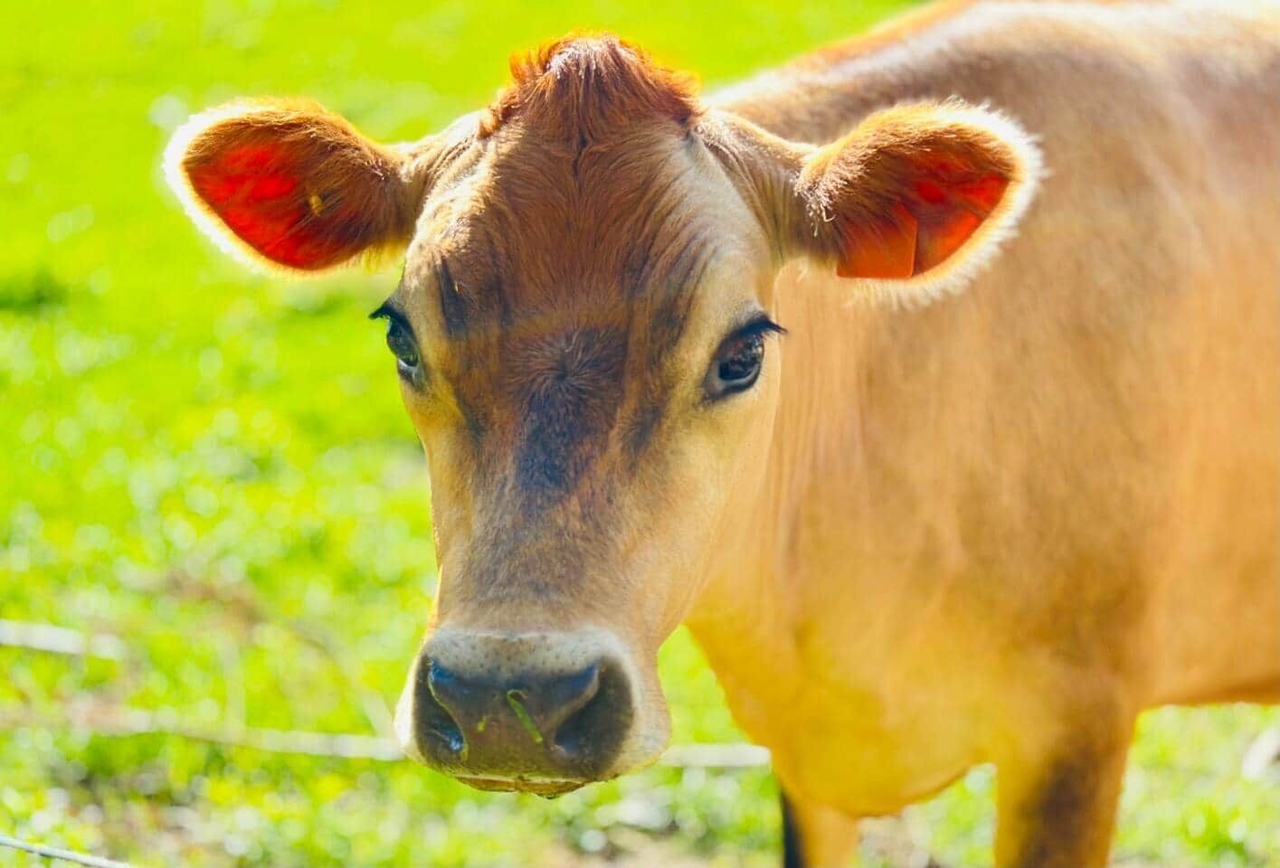منوع