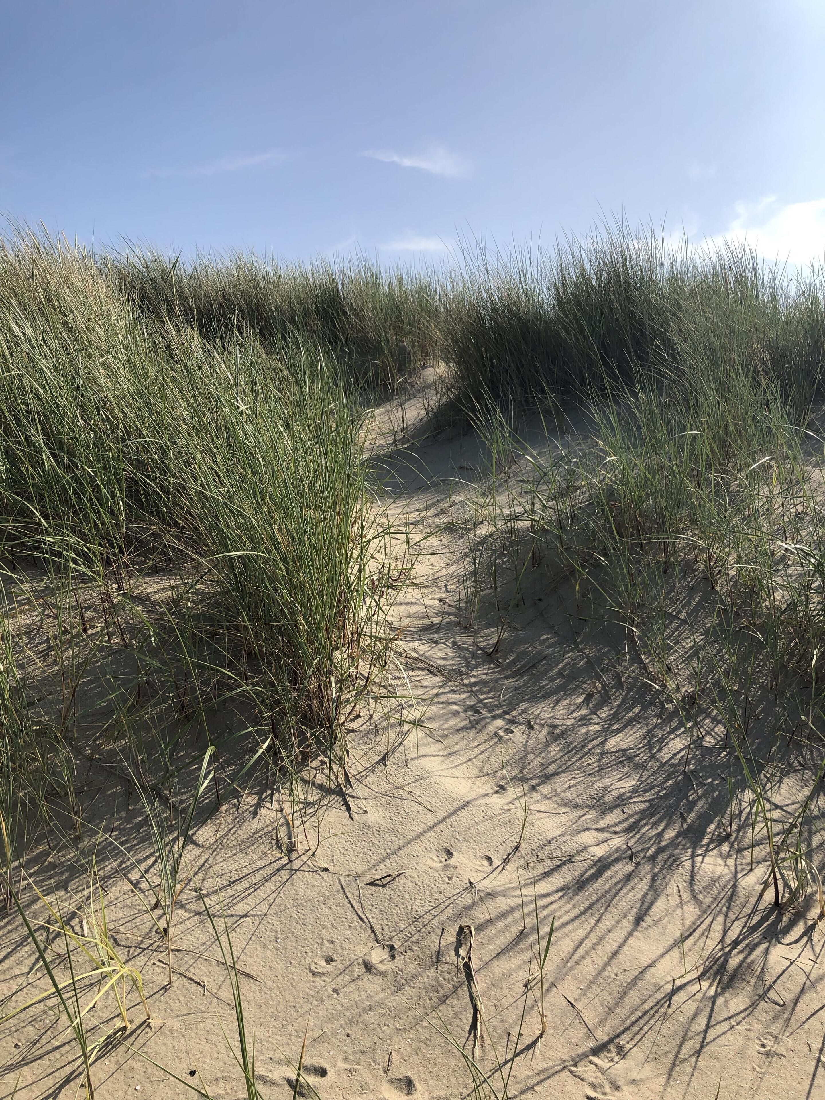 Ein sandiger Pfad durch hohes Gras unter blauem Himmel.