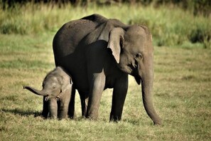 An adult elephant and a calf in a grassy field. - Lake Bliss (Dambulla)