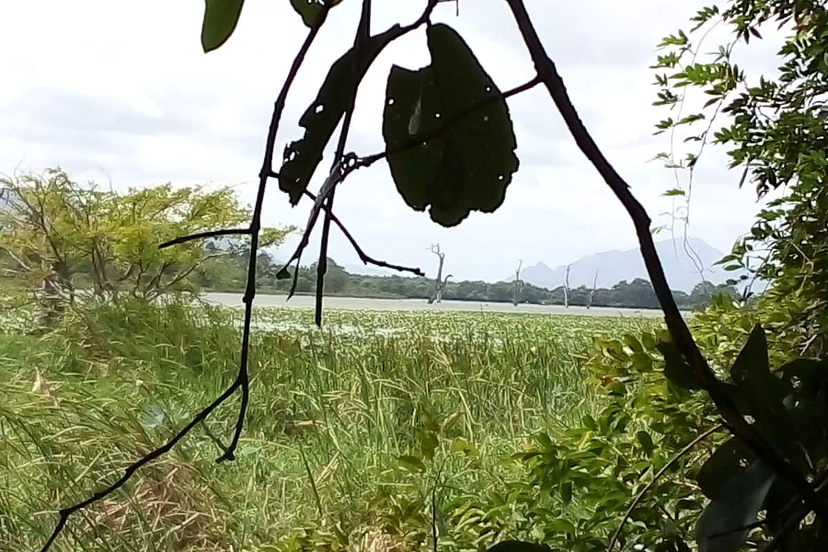Vista de un campo con una cadena montañosa distante.
