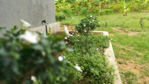 Un jardin avec un bac à fleurs en béton, un petit arbre et des bananiers en arrière-plan.