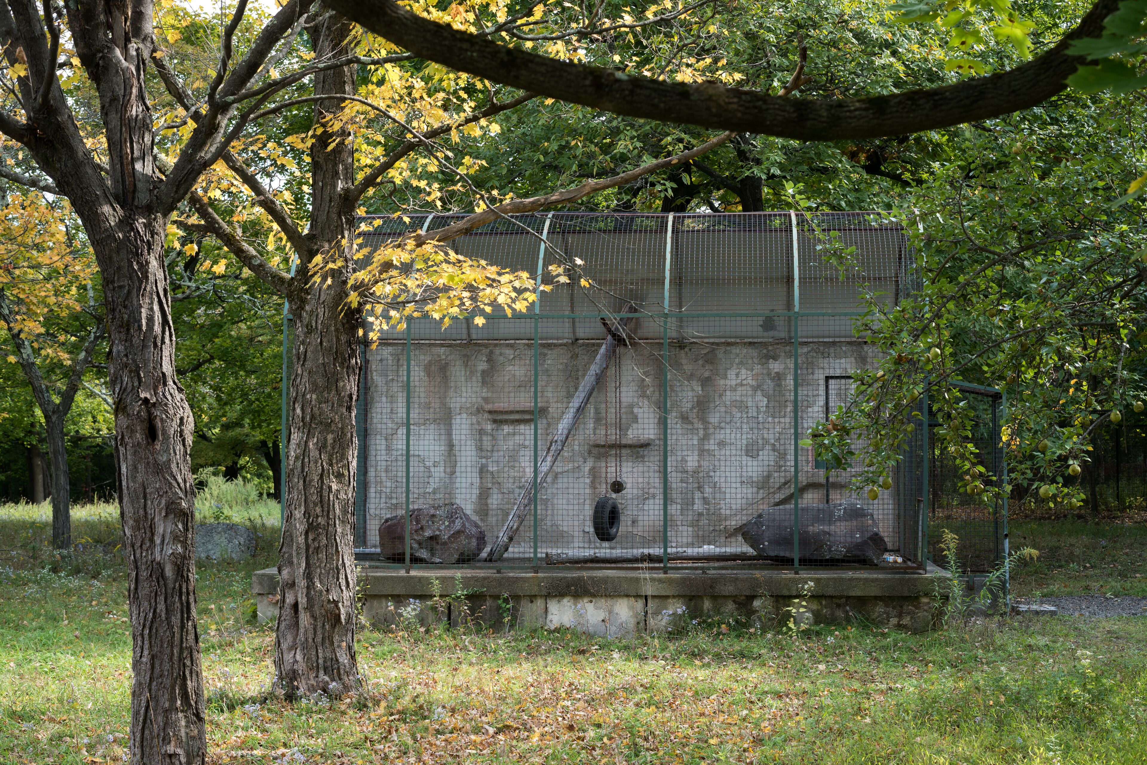 A zoo enclosure with a concrete platform, metal fence, and a tree in the foreground.