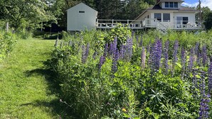 A house with a white exterior, a porch, and a small shed in a lush green field with purple flowers. - BEAUTIFUL OCEANFRONT COTTAGE WITH AMAZING WATER VIEWS & ACCESS (Hancock)