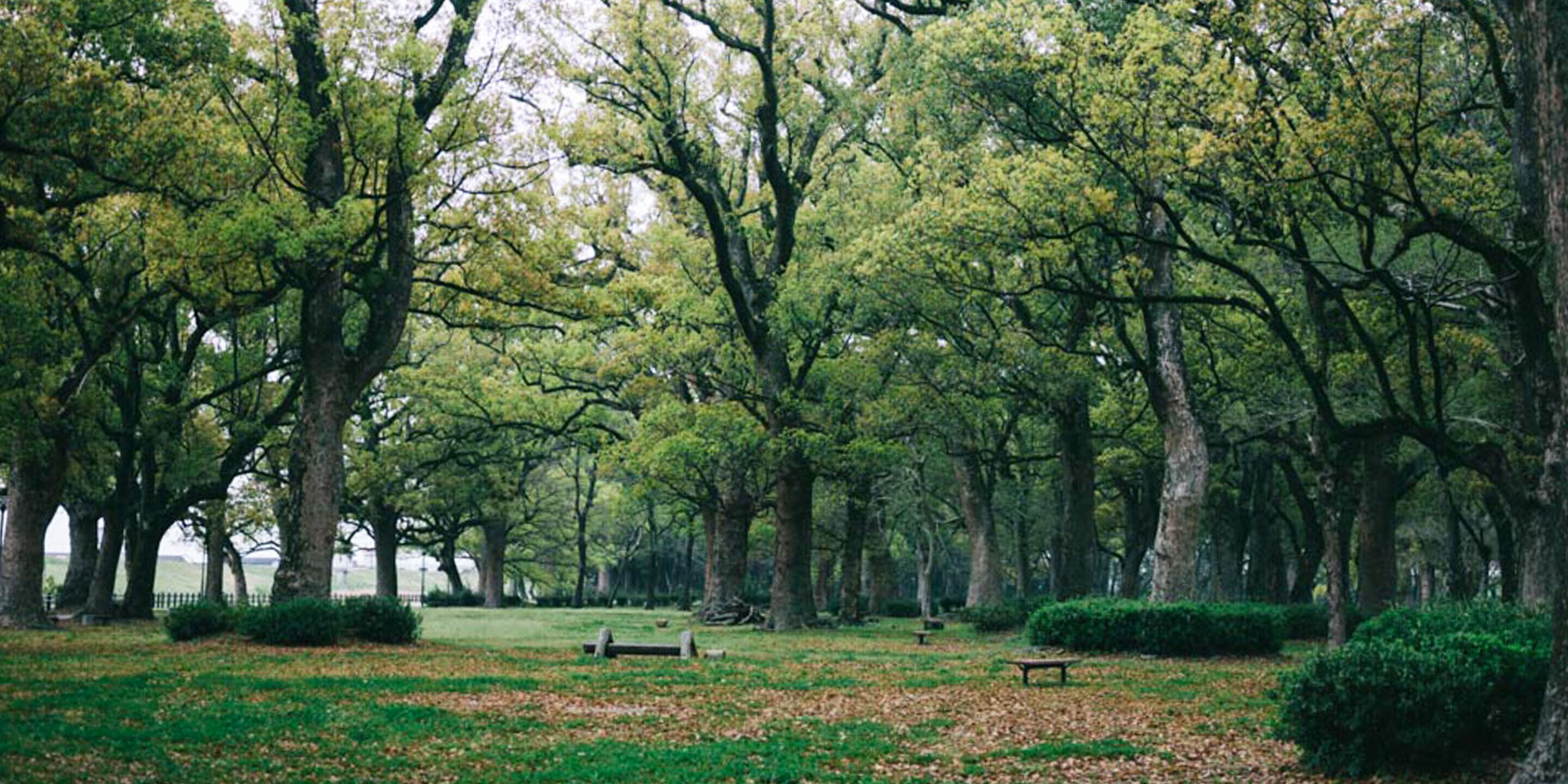Un parque con árboles, bancos y una zona verde.