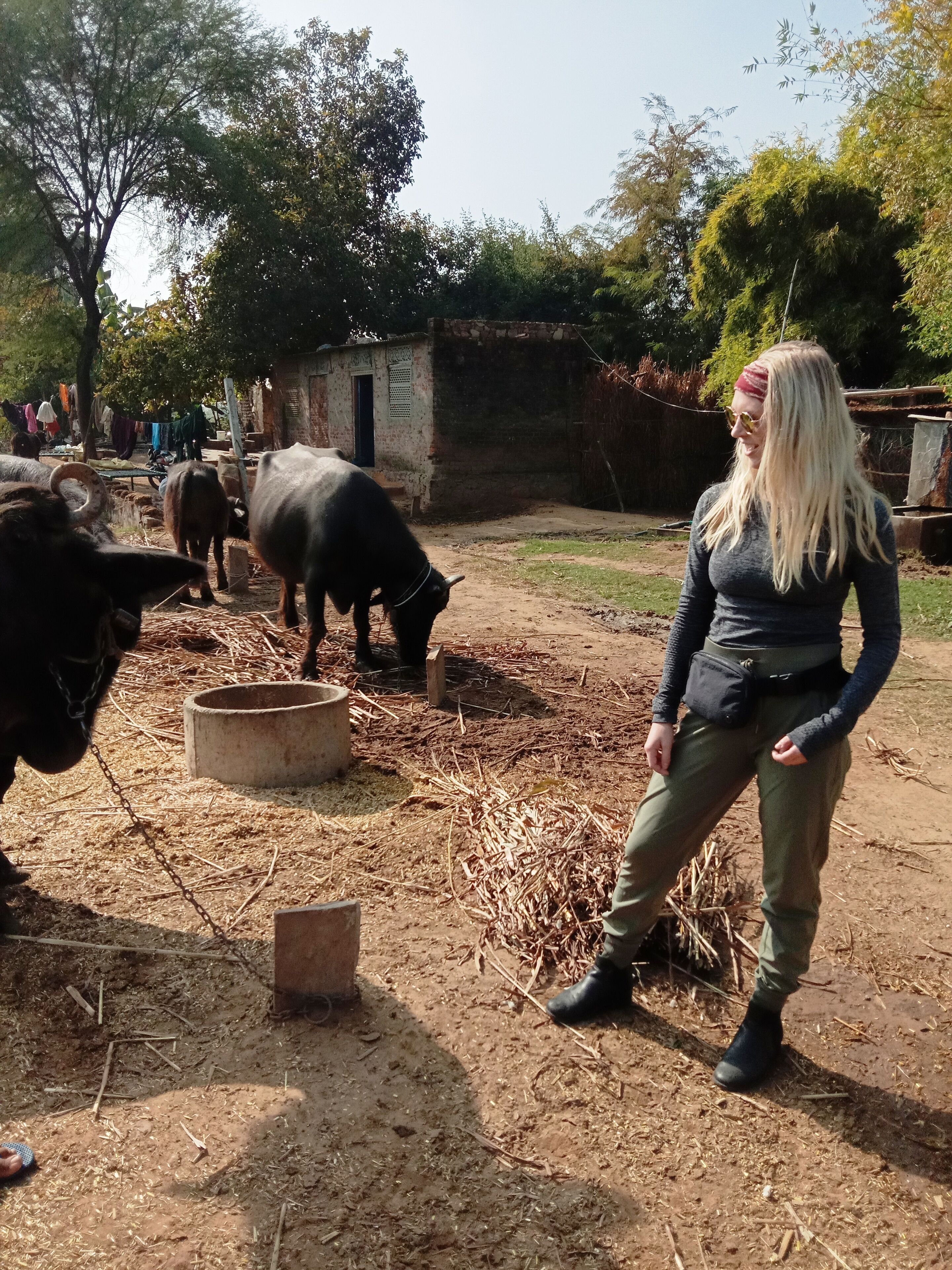 A person standing in a rural setting with cattle and a small building in the background.