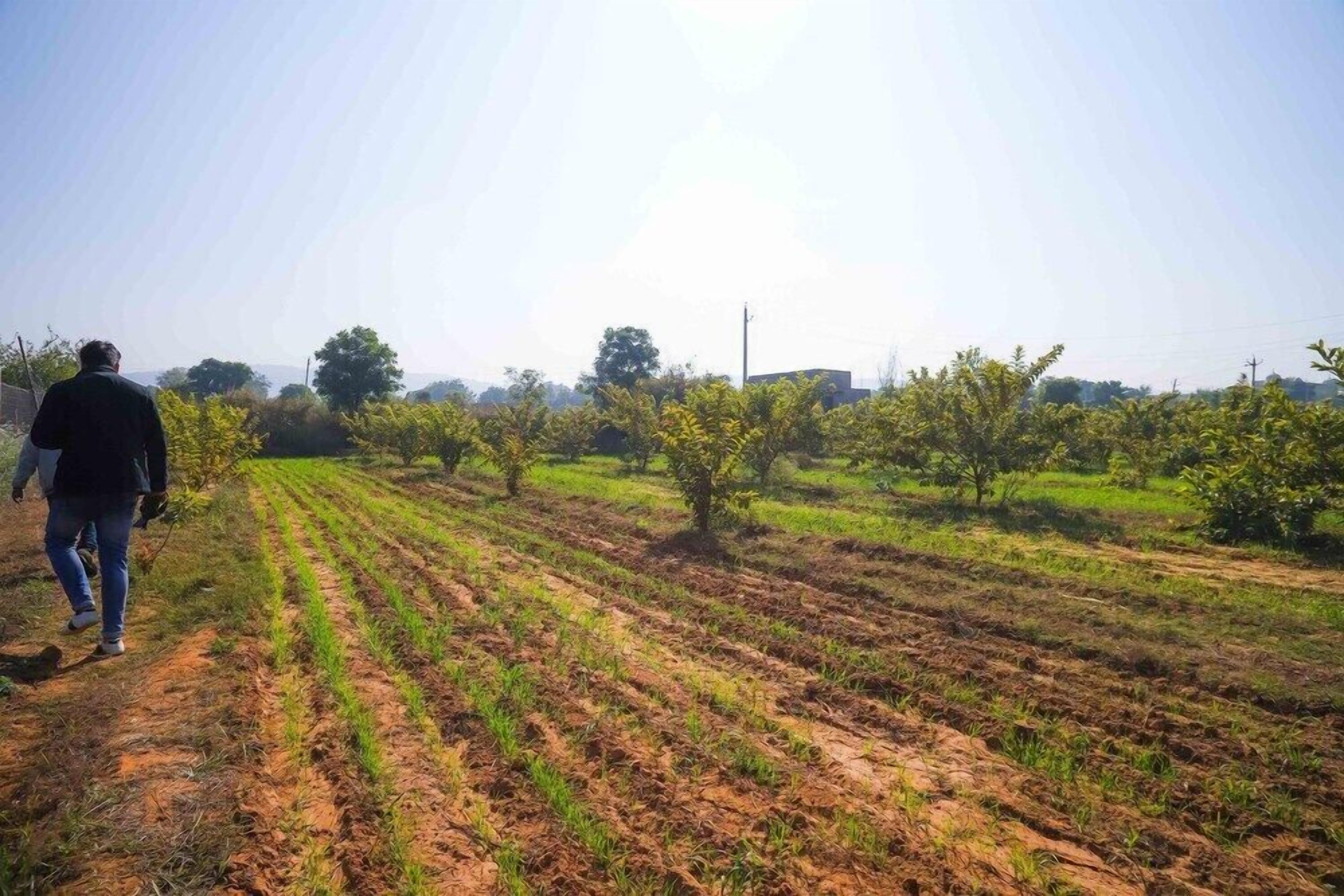Un hombre caminando por un campo con hileras de cultivos y árboles al fondo.