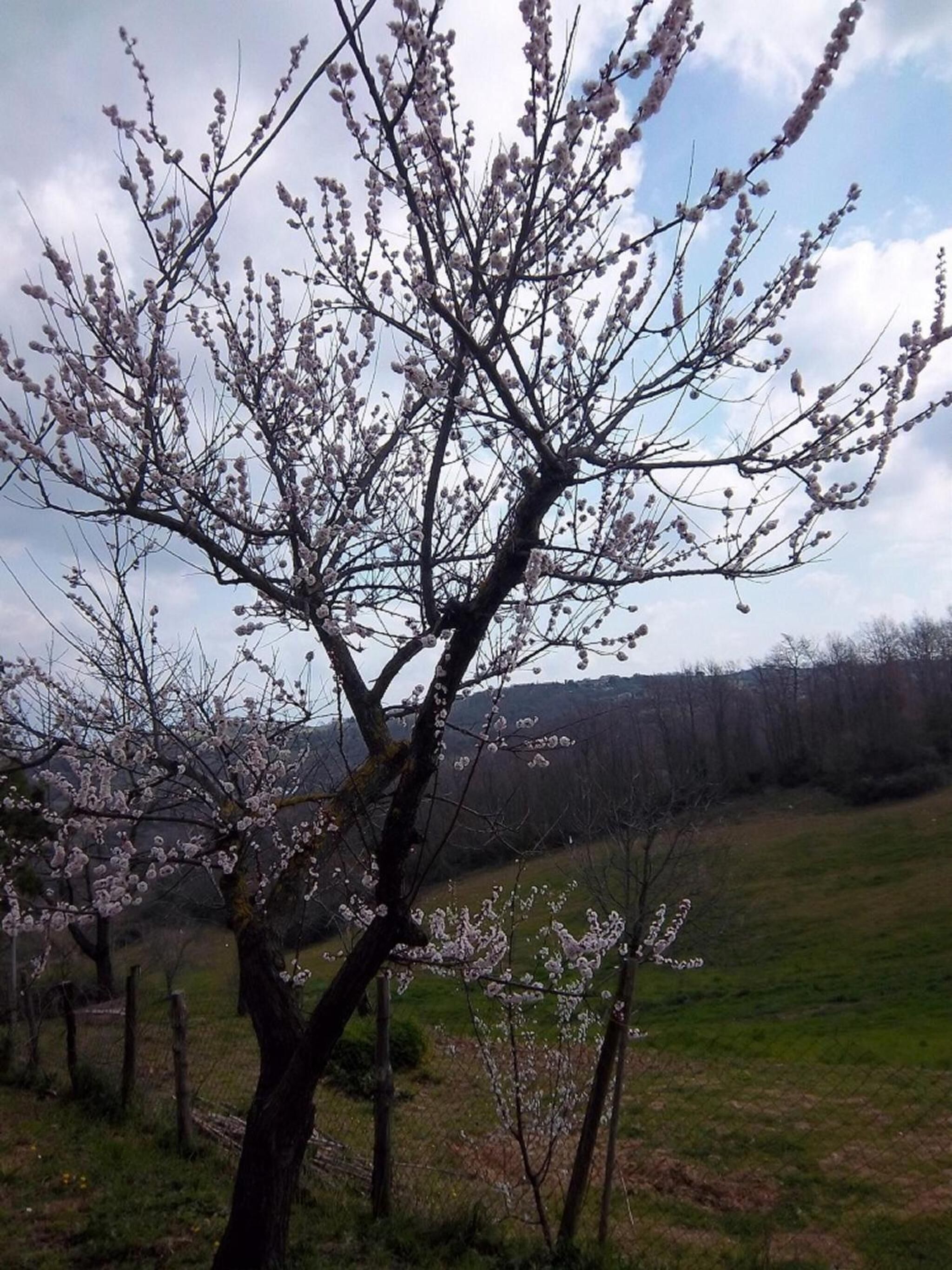 Ein Baum mit Blüten in ländlicher Umgebung.