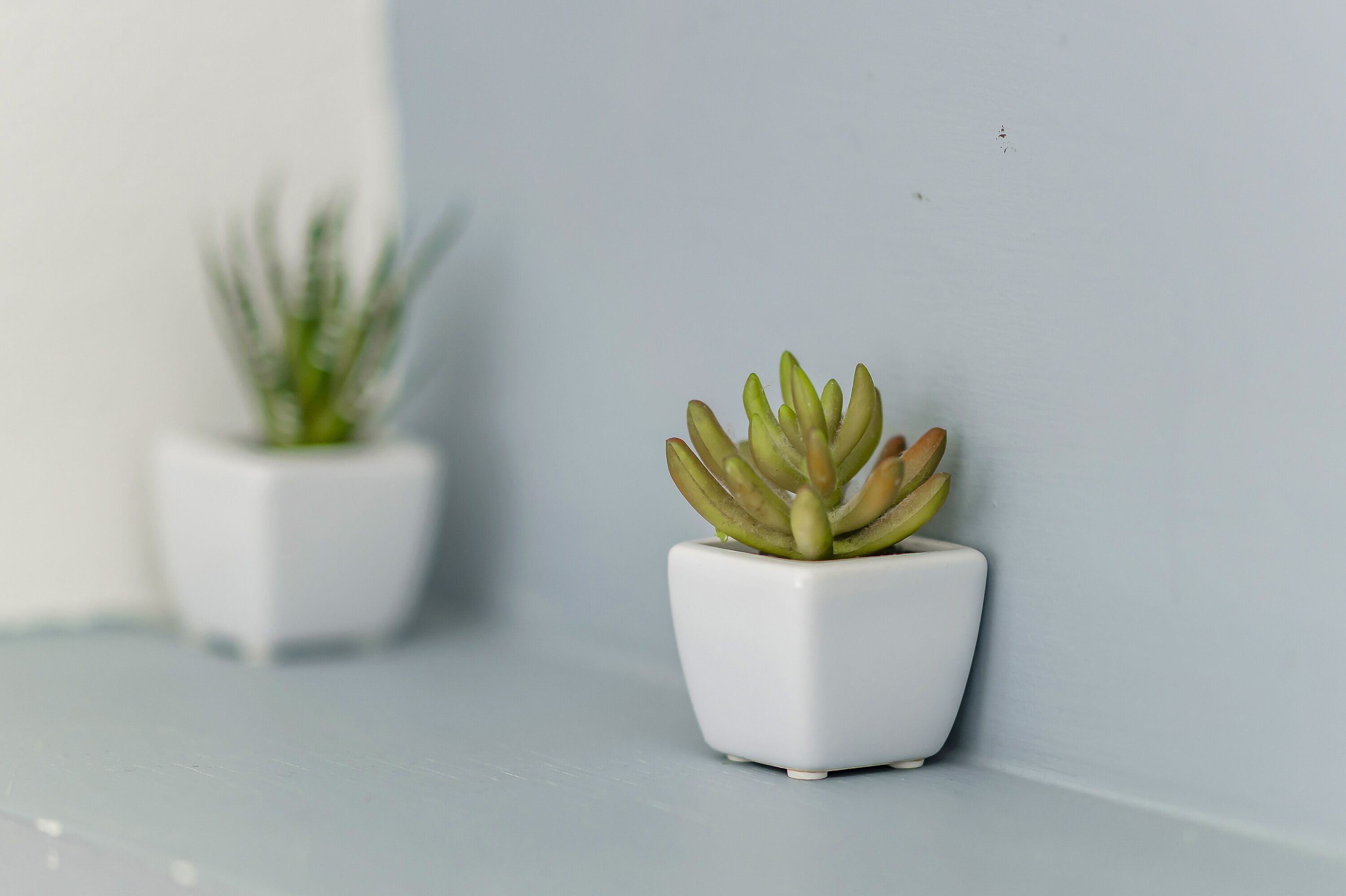 Two potted plants on a light-colored surface against a plain wall.