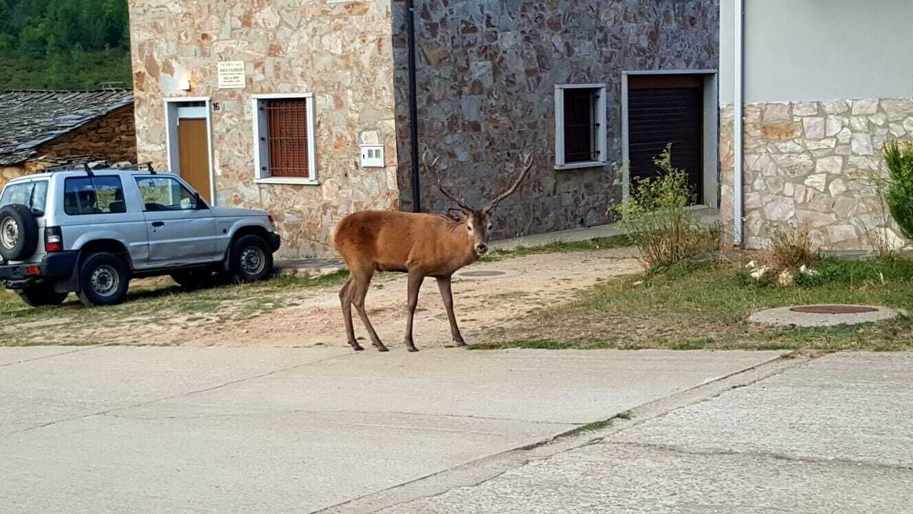 A stone building with a parked car and a deer in front.