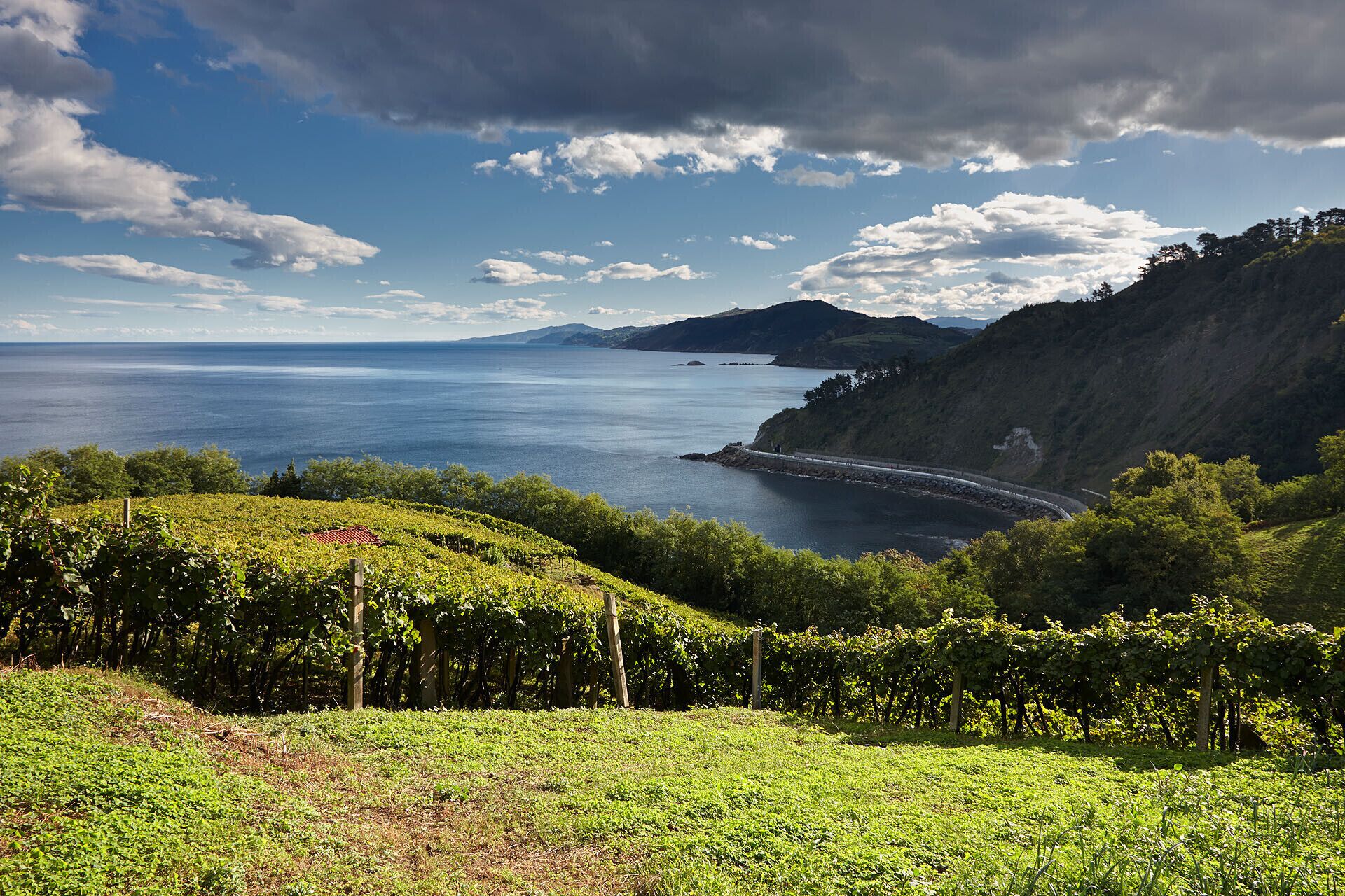 A coastal landscape with vineyards, a road, and a distant view of the sea and hills.