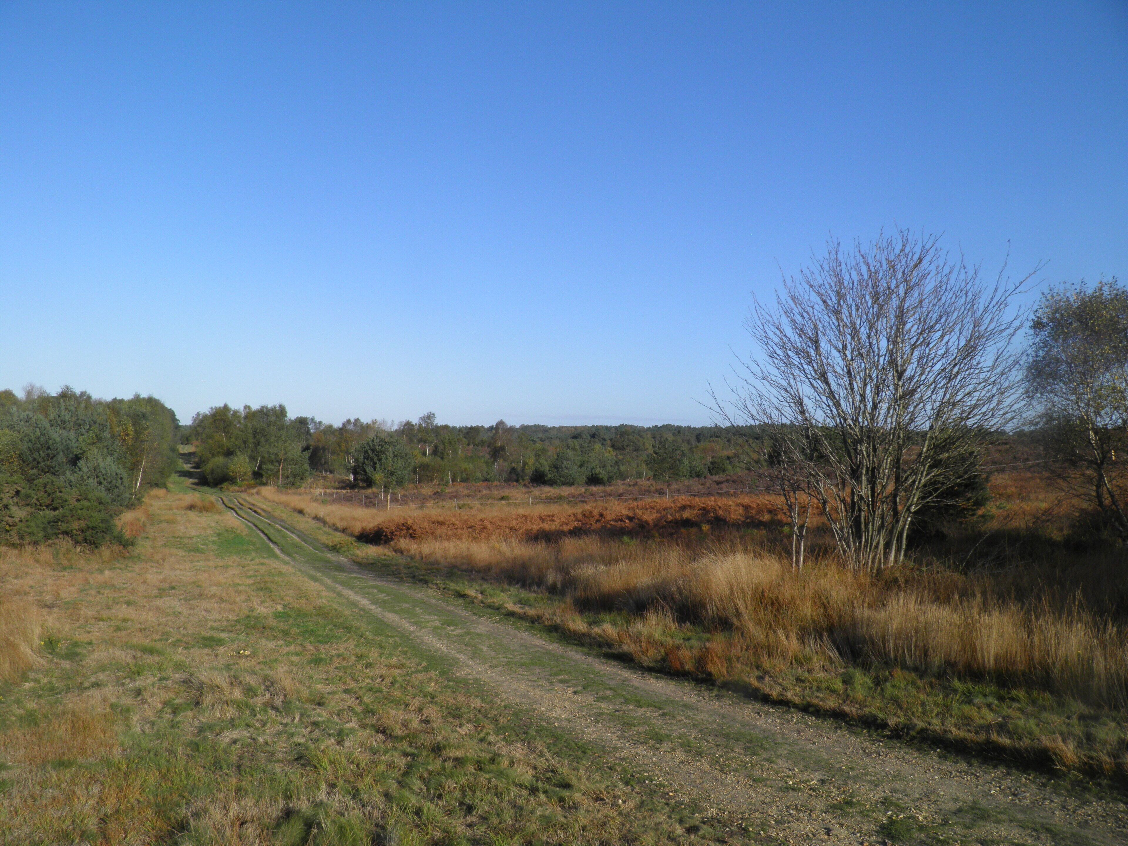 Un paysage rural avec un chemin de terre qui traverse des champs et des arbres.