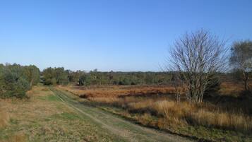 Un paysage rural avec un chemin de terre qui traverse des champs et des arbres.