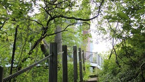 Una scala in legno immersa nel verde, che conduce a un edificio con un balcone.