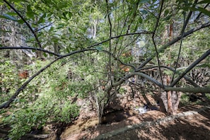 Escape to a serene natural oasis with a meandering stream and lush greenery.