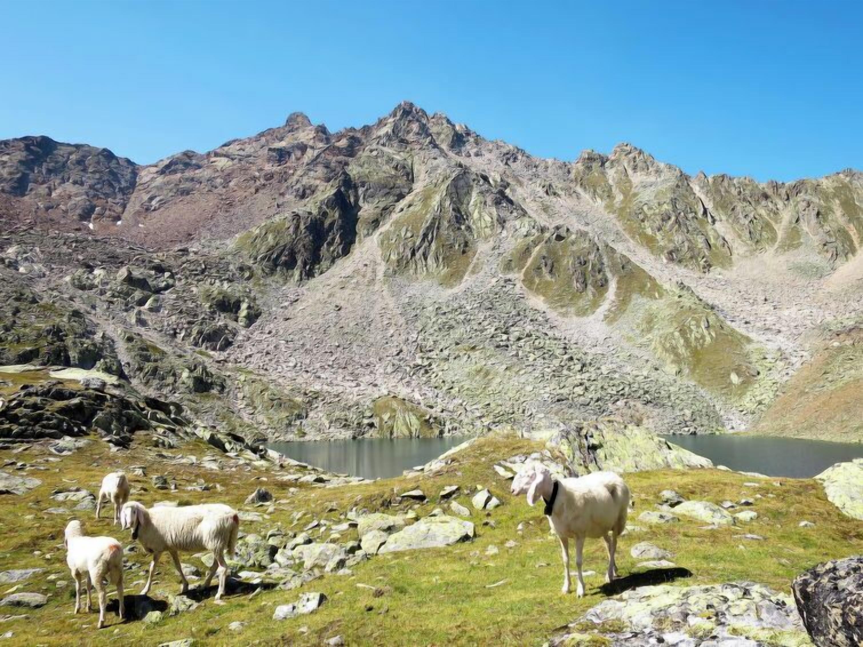 A mountainous landscape with a lake and grazing goats.