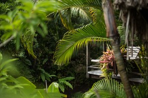 A wooden deck with a bench, surrounded by lush tropical foliage.