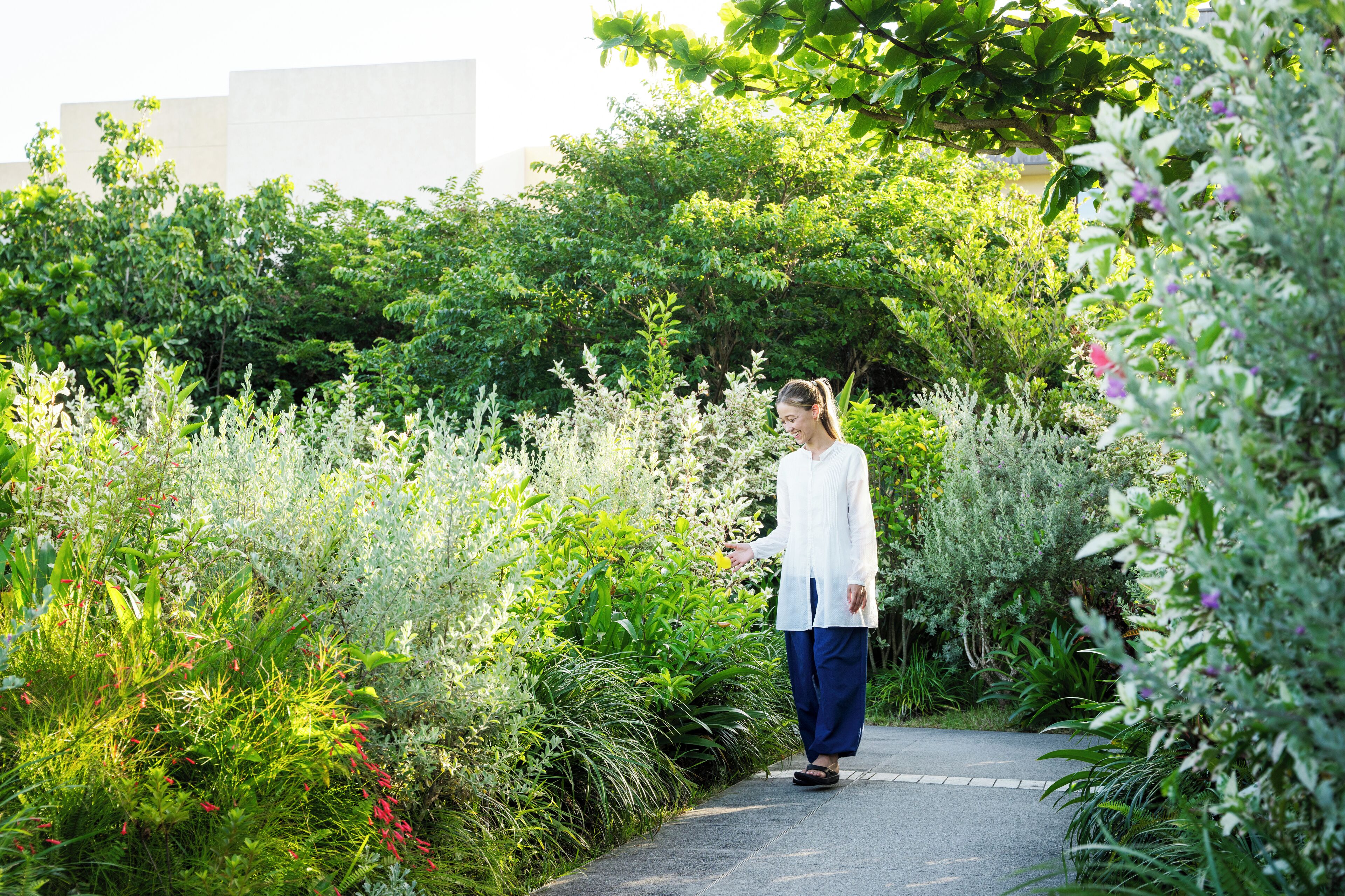 A pathway surrounded by lush greenery and white flowering plants.