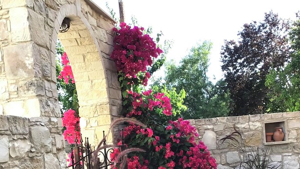A stone wall with a hanging planter of bougainvillea flowers, a potted plant, and a stone floor.